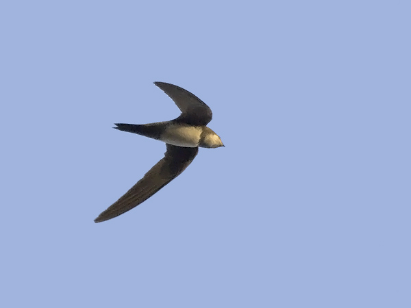 Alppikiitäjä, Alpine Swift, Apus melba